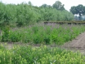 2-de-kwekerij-van-heem-in-overberg-leverancier-van-wilde-plantenzaden