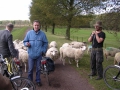 4-de-schaapskudde-van-vlaardingen-ingezet-om-reuzenbereklauwen-te-begrazen-beheerder-ger-stam-en-herder-doen-hun-verhaal
